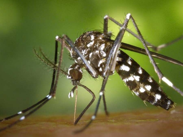 Nyamuk Aides Agepti Pembawa Virus Demam Berdarah